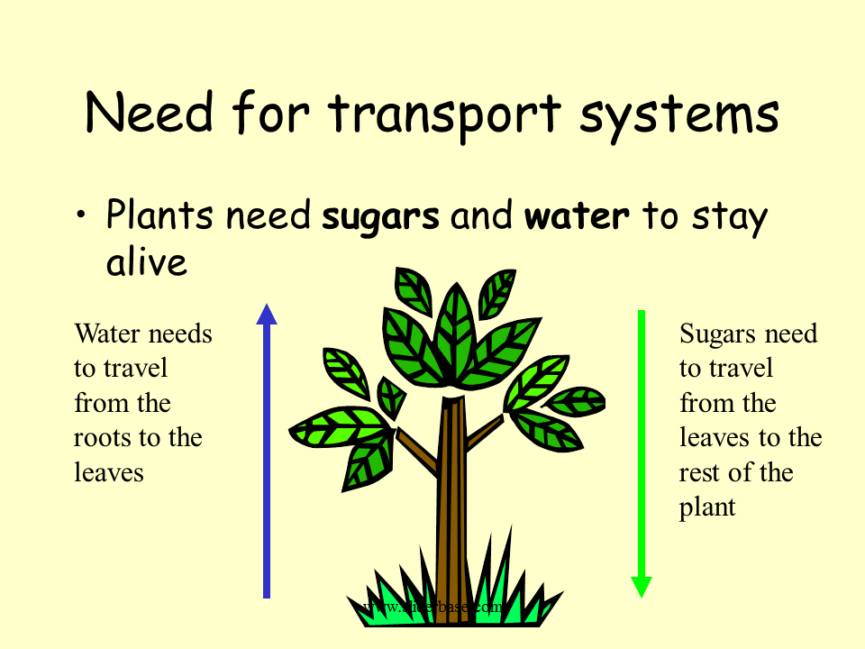 Transport in plants Presentation Health and Disease