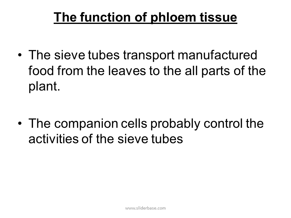 What is phloem and what is its function