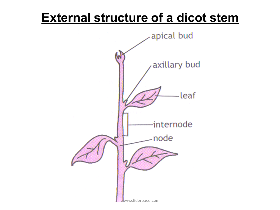 Functions Of The Various Stem Tissues