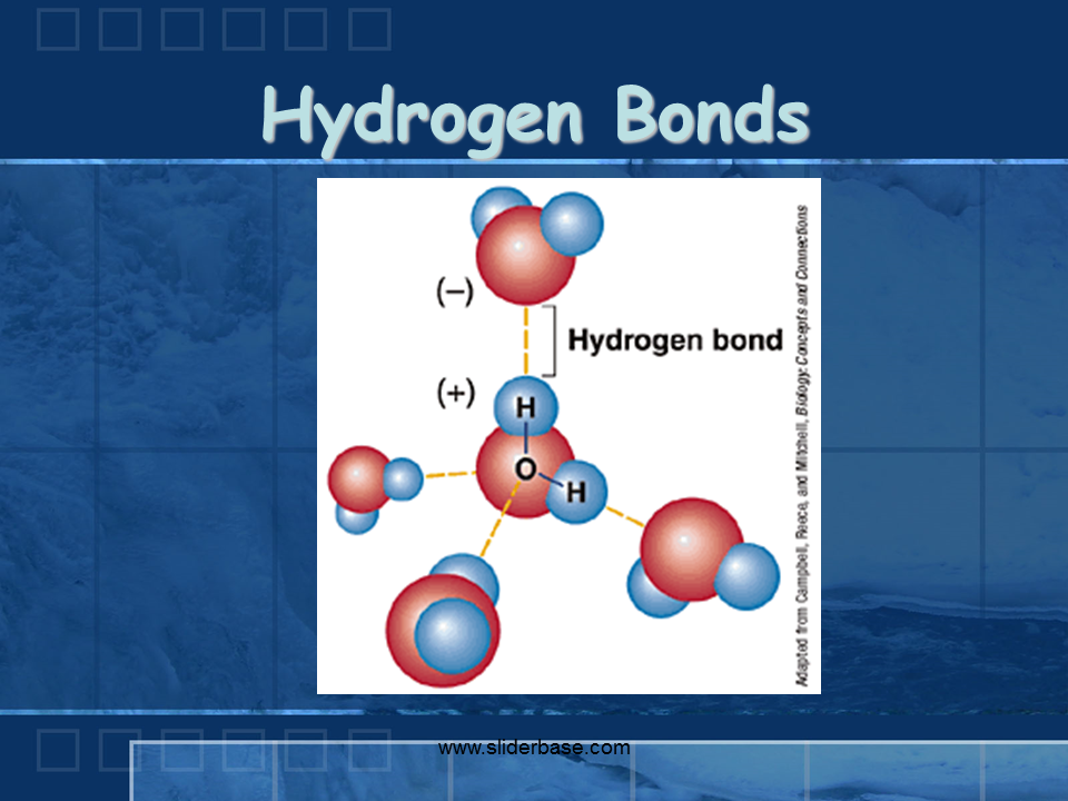 Properties Of Water Presentation Biology