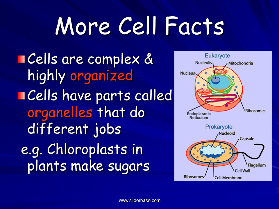 Plant cell facts Idea