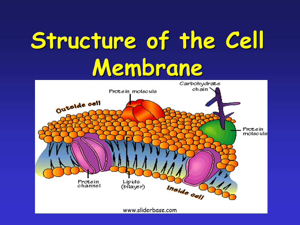 Get Cell Membrane Structure And Function Ppt Pics