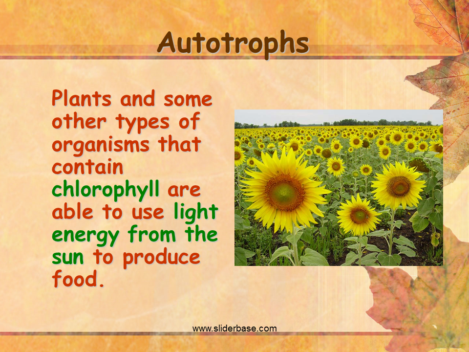 Why Are Green Plants Called Autotrophs And Producers At David Placencia 