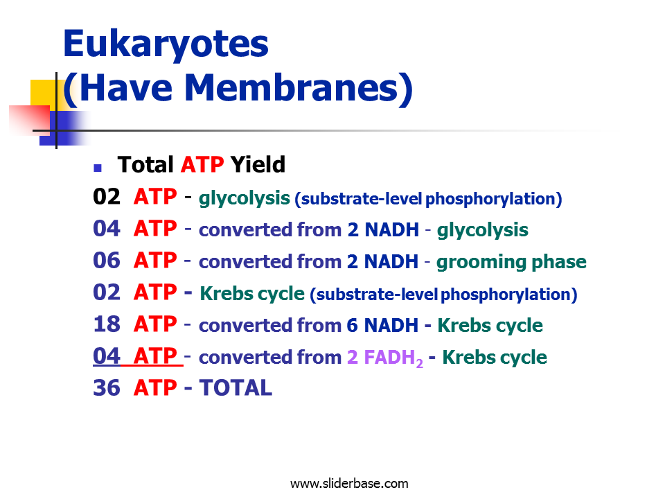  Cellular Respiration Atp Yield Cellular Respiration 2019 02 03