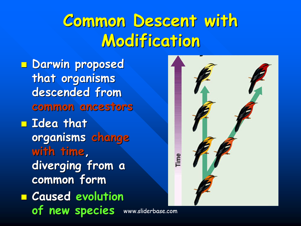 Darwin s Theory Of Evolution