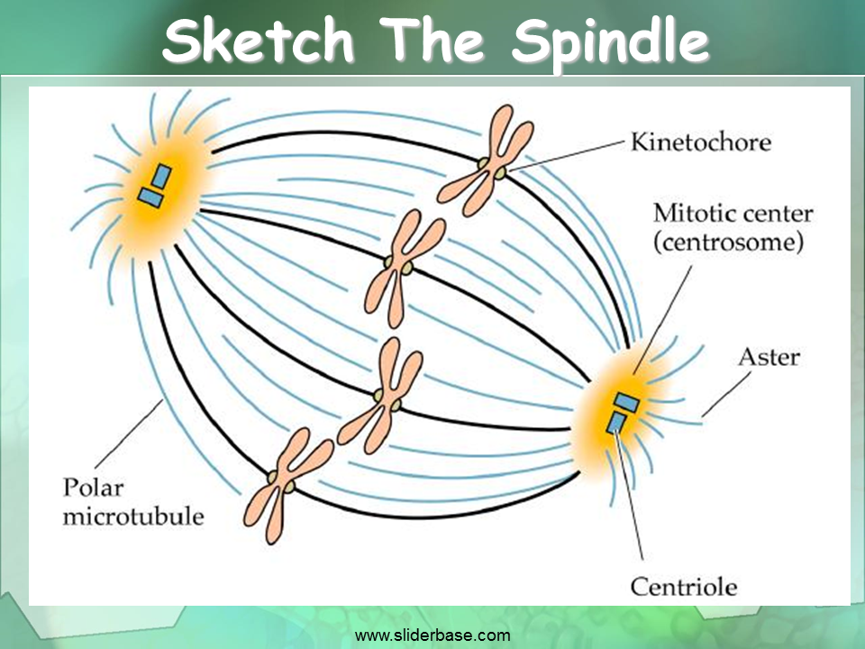 46  Draw a sketch of one half of a mitotic spindle for Kids