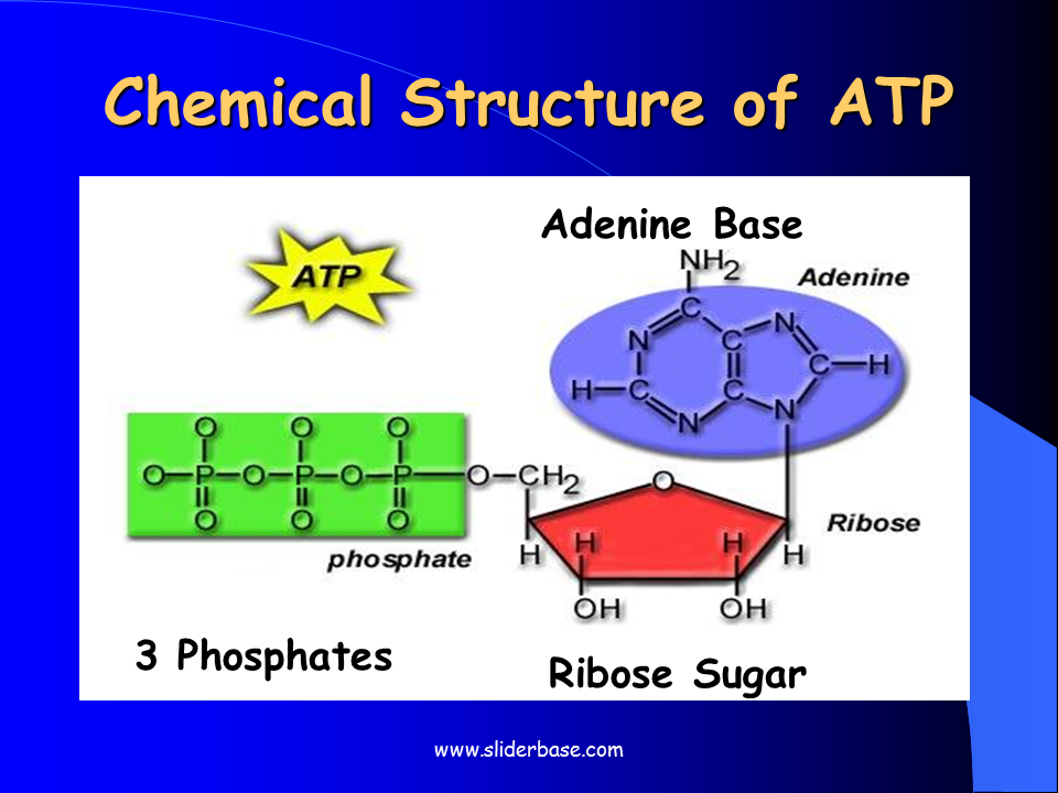 ADP ATP And Cellular Respiration Presentation Biology