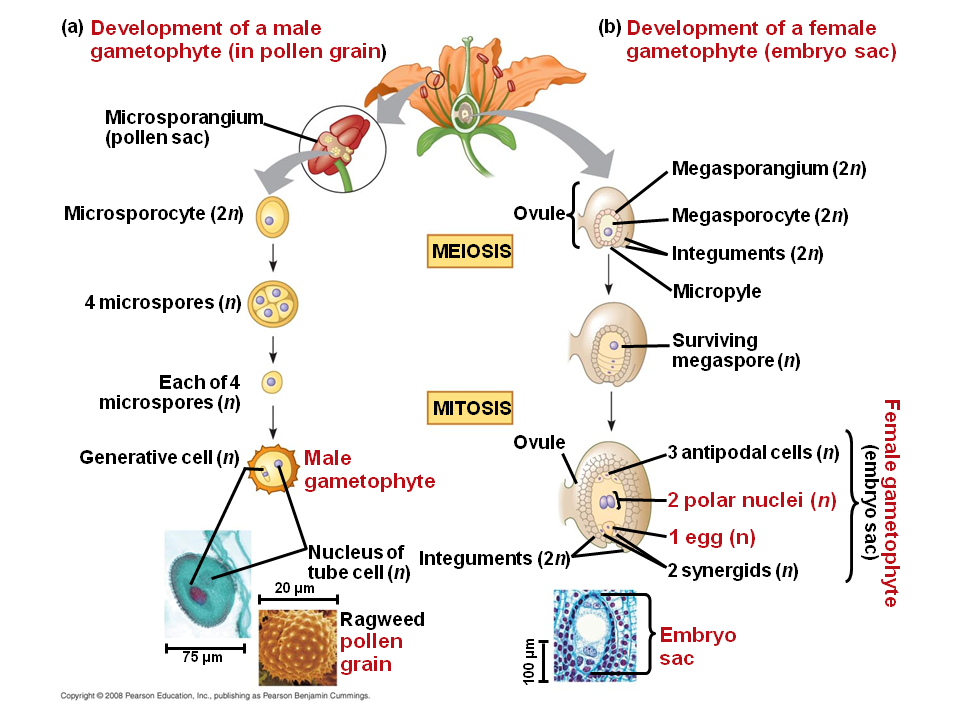  Male Gametophyte In Angiosperms Plant Reproduction 2019 01 24