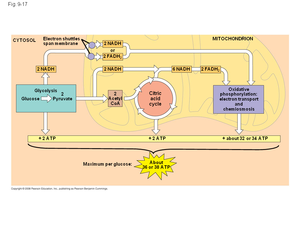 An Accounting Of ATP Production By Cellular Respiration