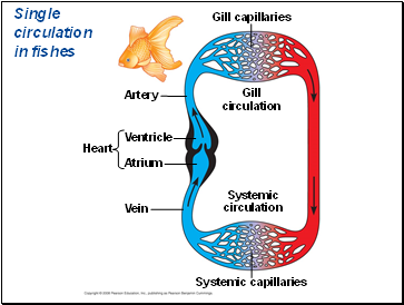 Organization of Vertebrate Closed Circulatory Systems