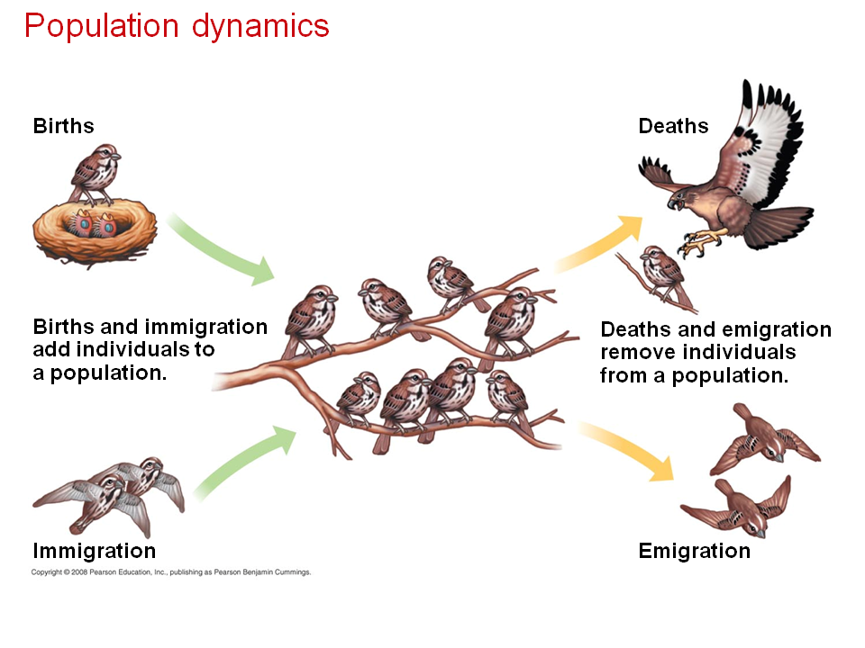 Population Dynamics