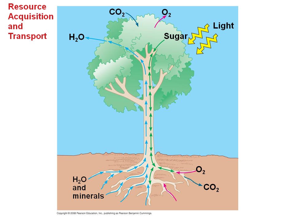 Resource Acquisition and Transport in Vascular Plants