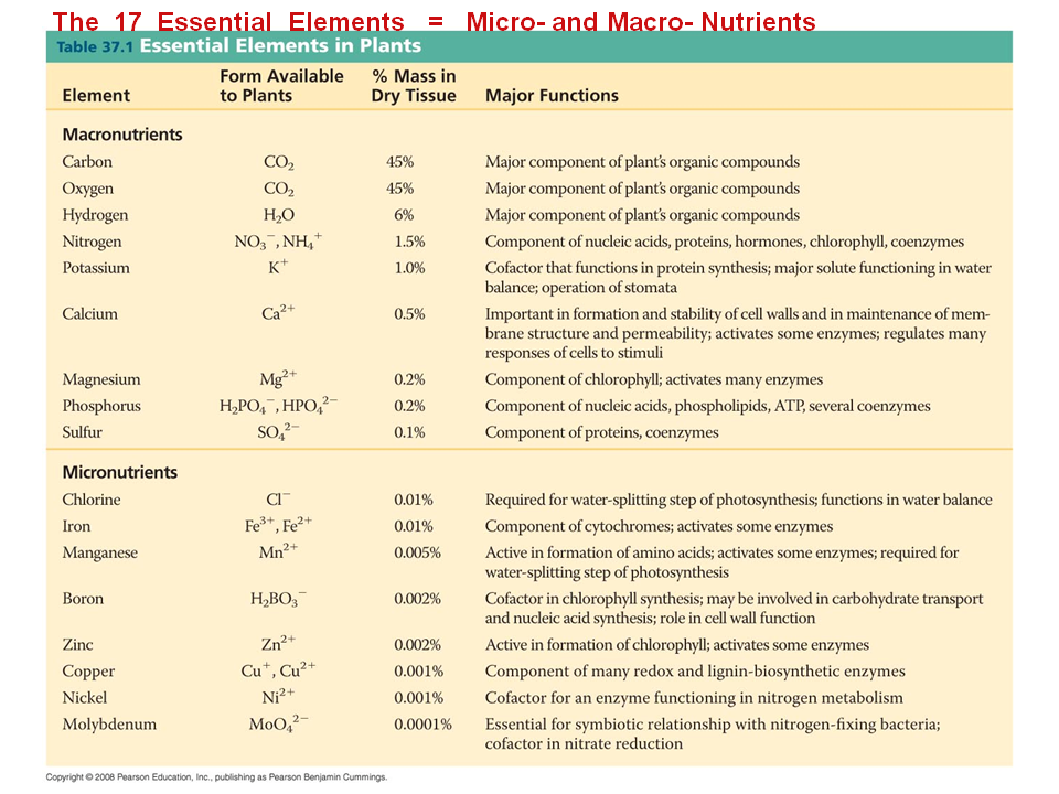 Phytoremediation