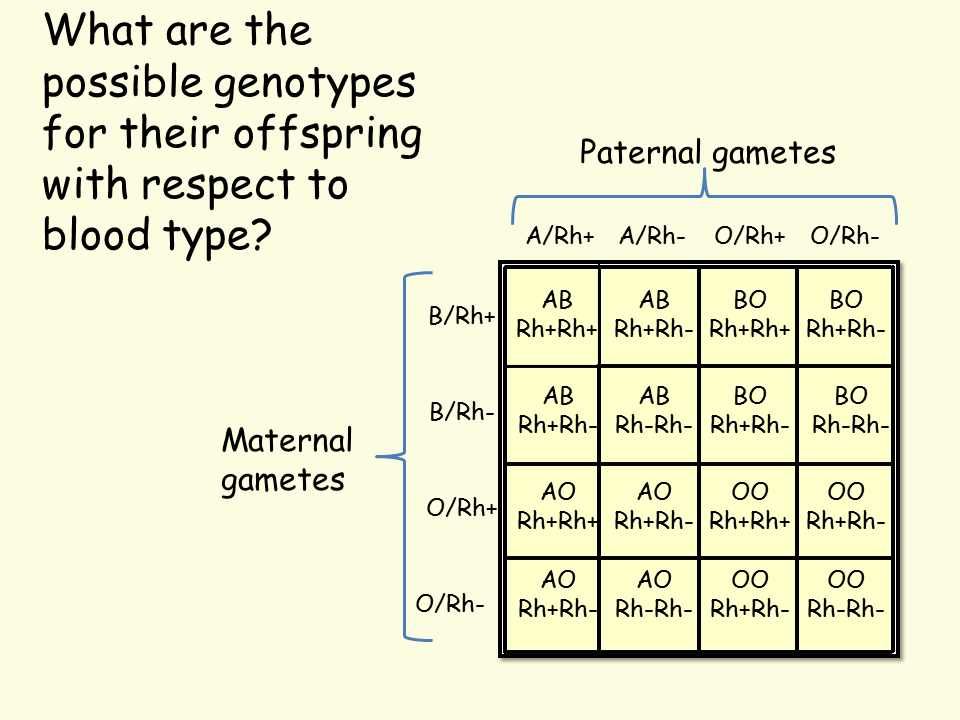 34+ Blood Type B And O Offspring Pics