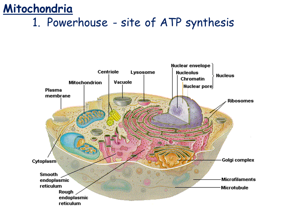 Do plant and animal cells have mitochondria information