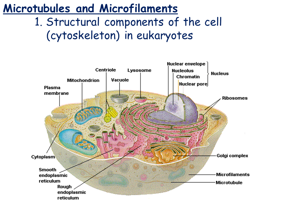 Microtubules and Microfilaments