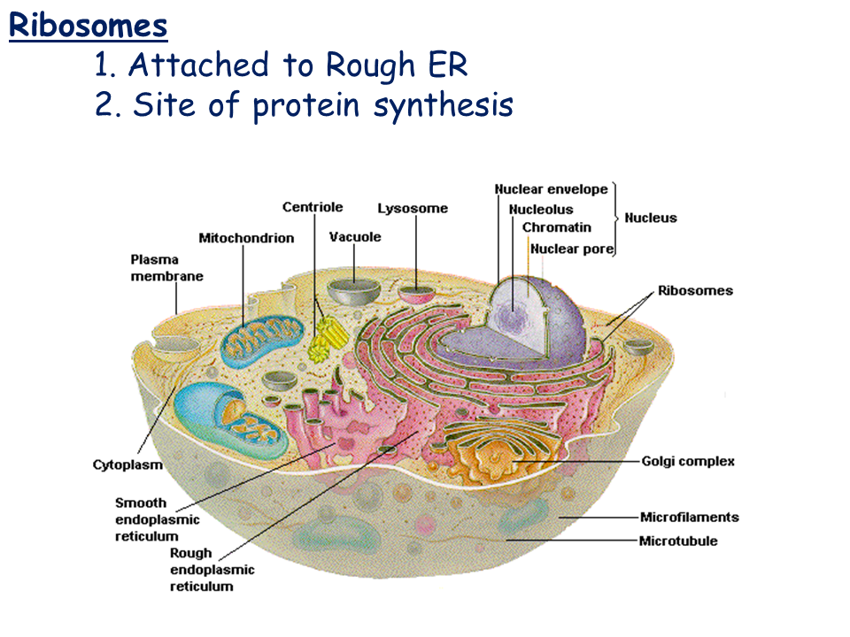 Do plant and animal cells have lysosomes Idea