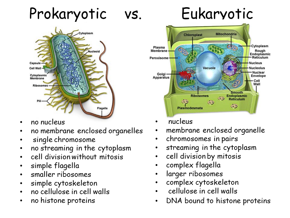 Cell Membrane Eukaryotic Or Prokaryotic Labeled Functions And Diagram