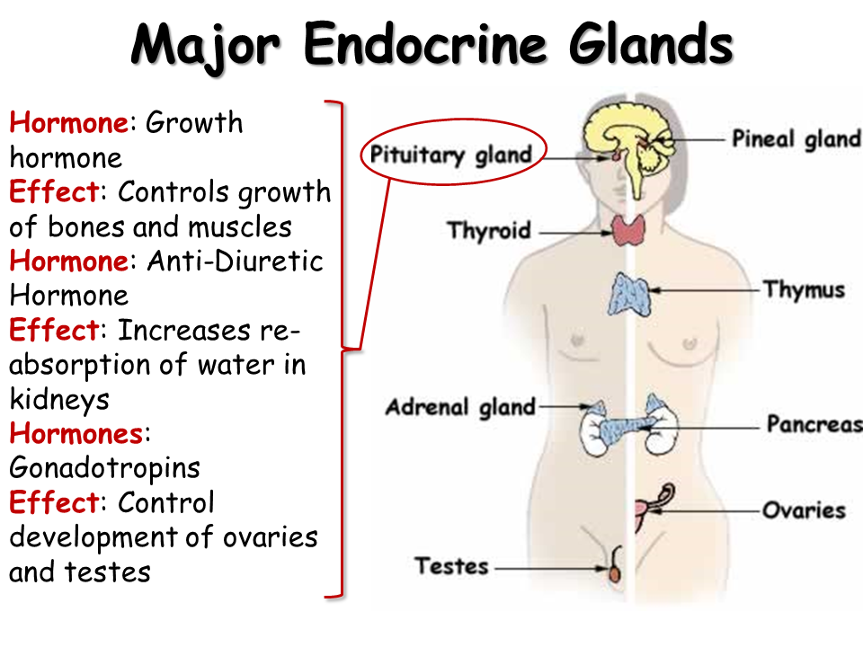 the chemical messengers produced by the endocrine glands are known as