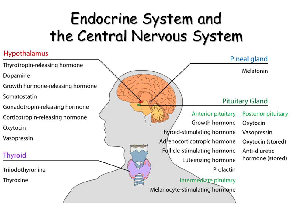 What Gland Controls The Endocrine System Modernalternativemama