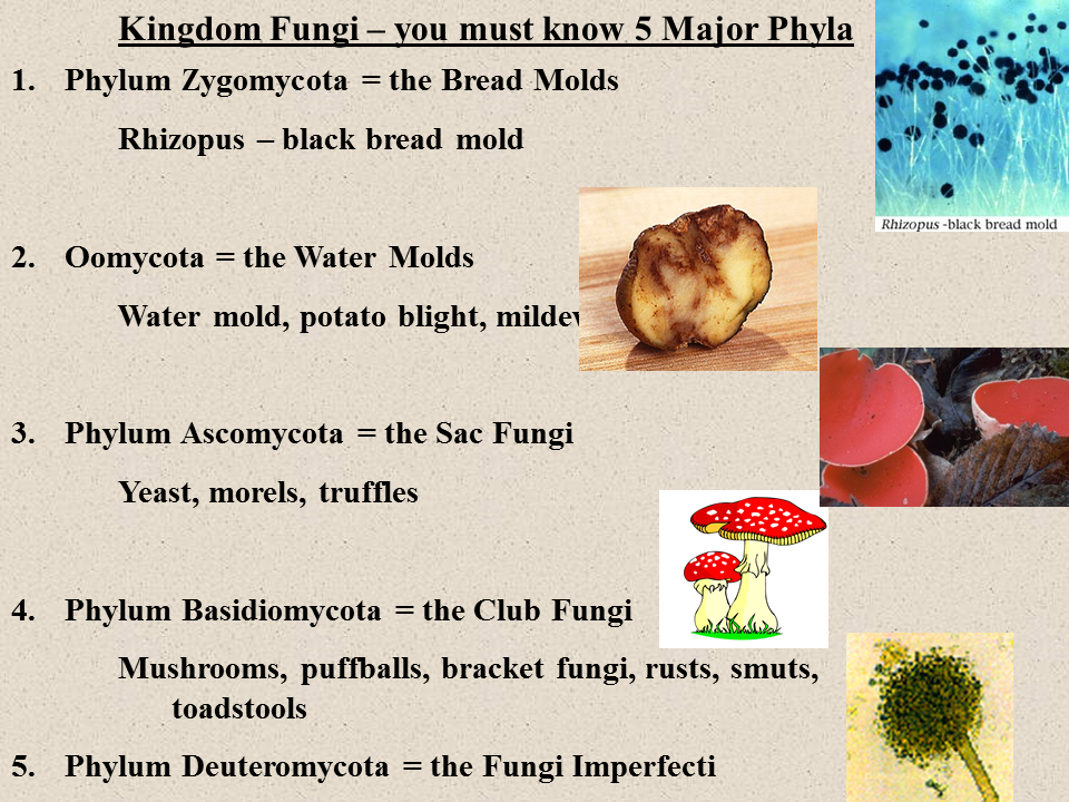 Fungi Presentation Biology