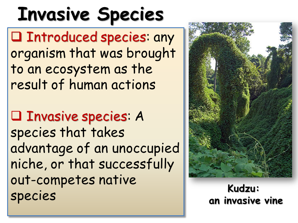 Invasive Species Presentation Biology