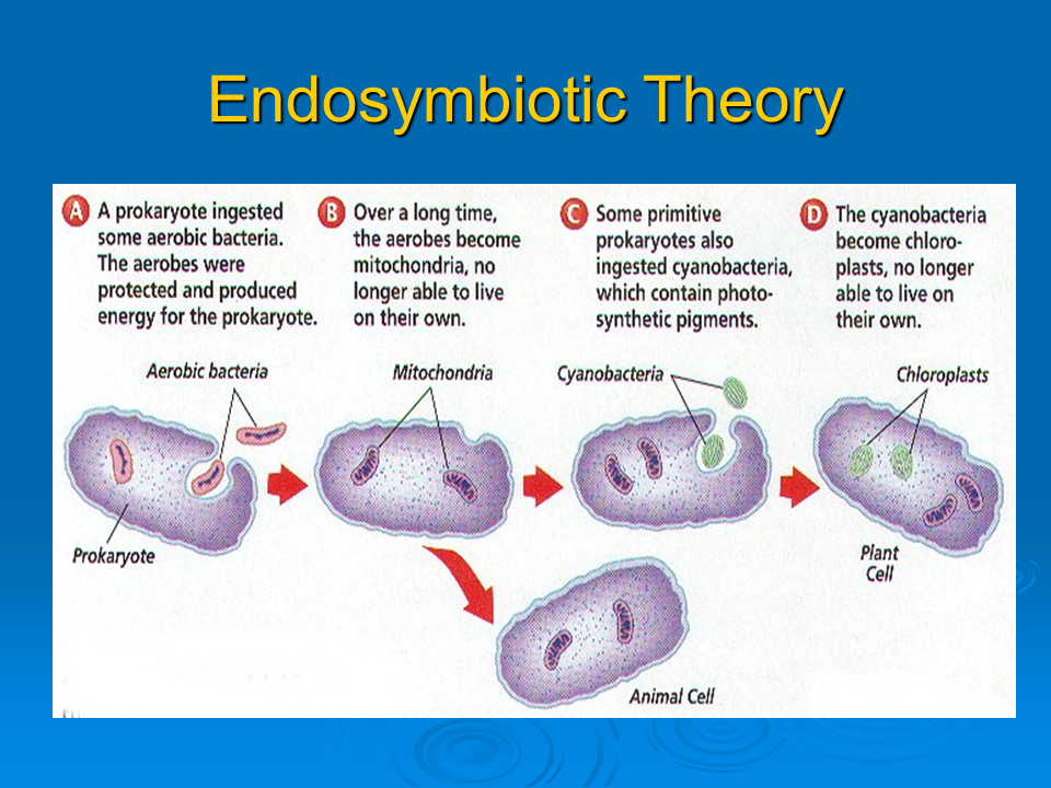 Theory Evolution Endosymbiotic Theory Evolution