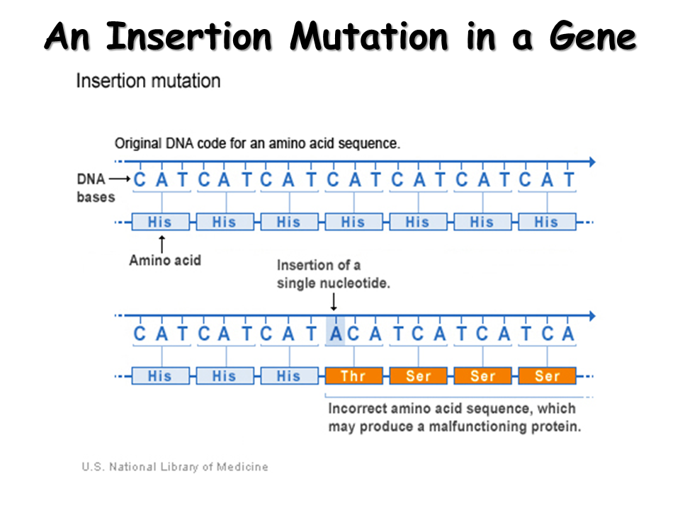 Mutations Presentation Biology