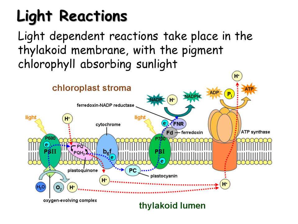 Equation For Light Dependent Reaction Tessshebaylo