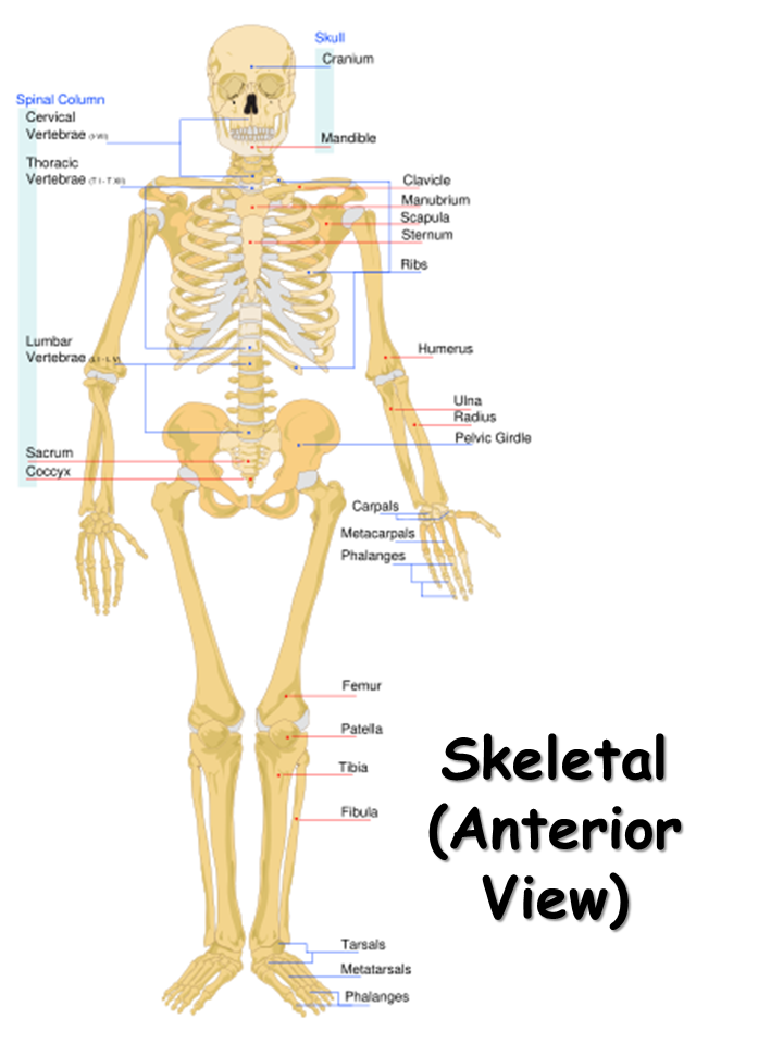 Human Skeletal System Anatomy With Detailed Labels Anterior View Stock Images And Photos Finder 6161