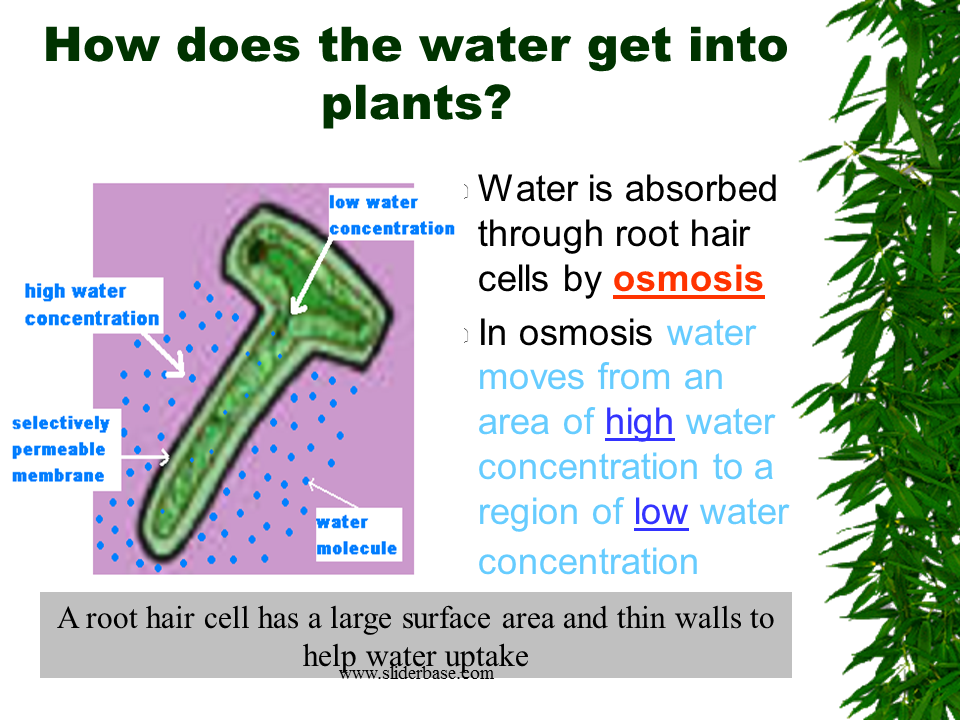 How does water enter a plant information