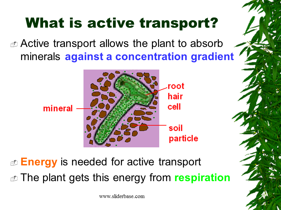  Minerals Absorbed By Plants Uptake Of Water And Minerals In The 