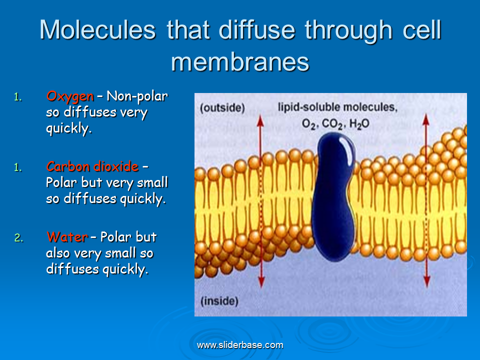 Facilitated Diffusion