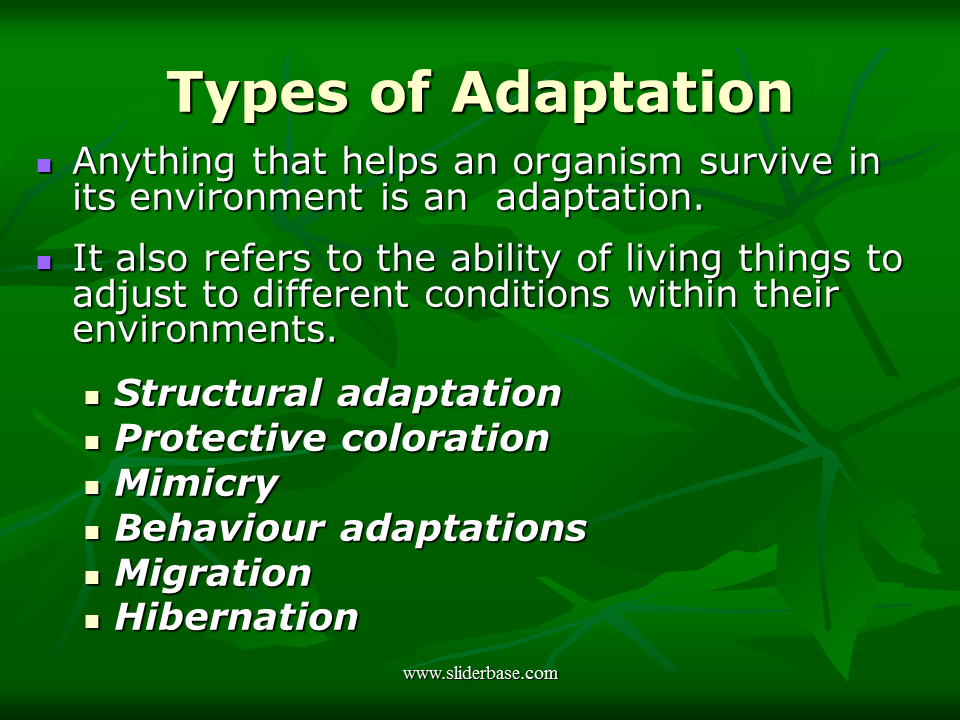 Animal Adaptations Presentation Evolution