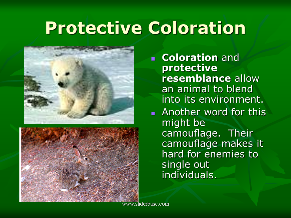 Animal Adaptations Presentation Evolution