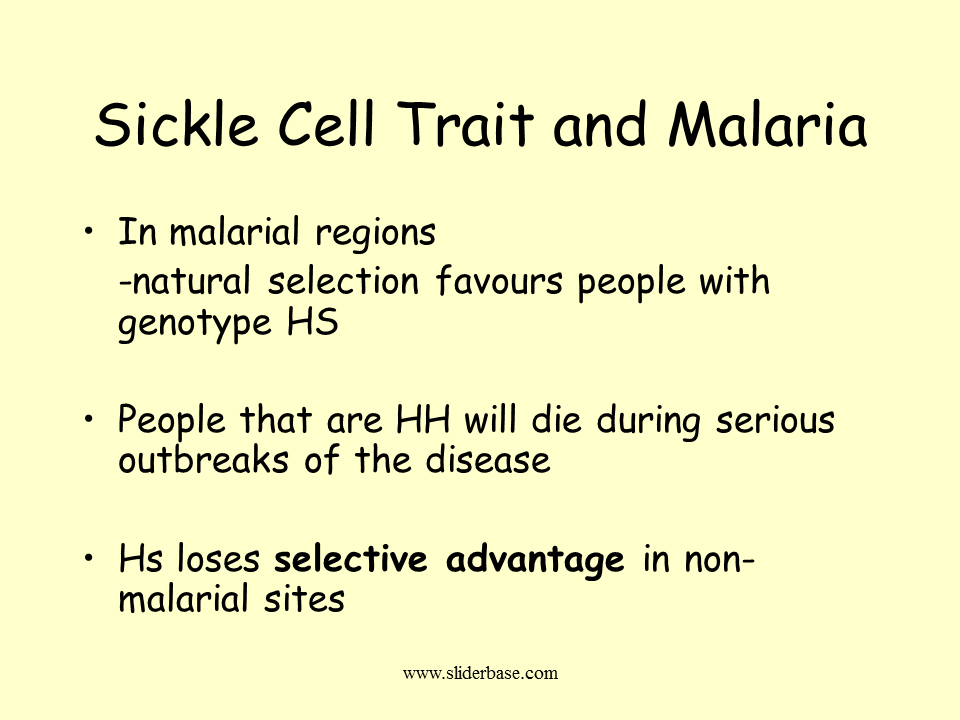 Natural Selection In Action Presentation Evolution