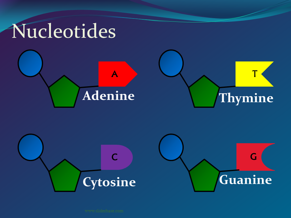 Nucleotide Definition Types And Examples Biology Dictionary Riset