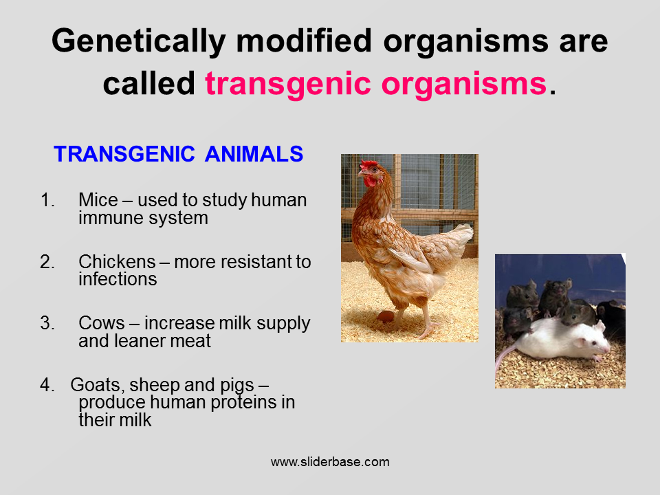 A Transgenic Organism Is A Transgenic Organism Is A Type Of 