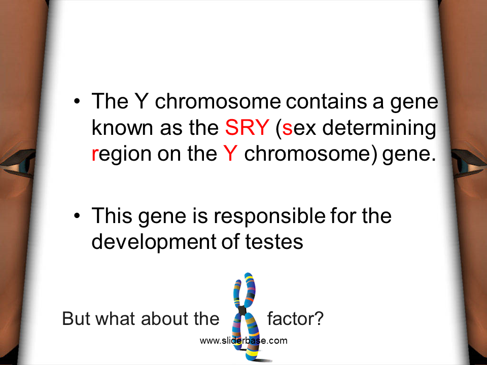 Sexual Differentiation Lesson Presentation Genetics 9193