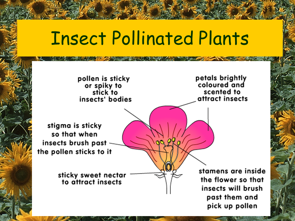 Characteristics Of Animal Pollinated Flowers Food Ideas