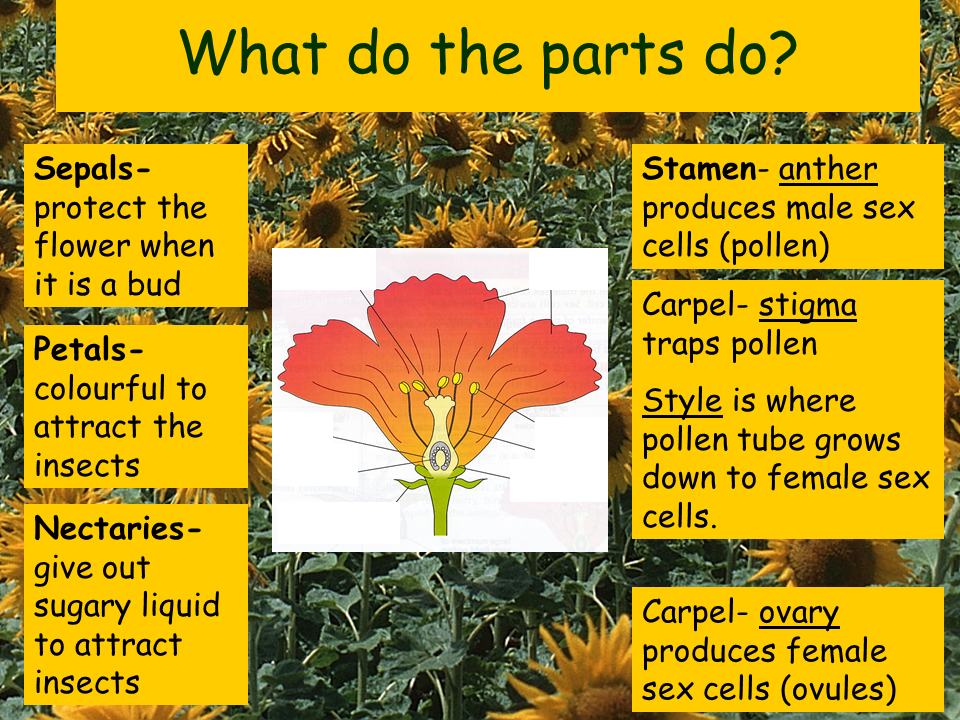 Structure Of A Flower