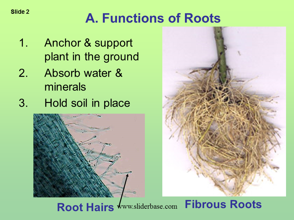 Function of stem in plants Idea