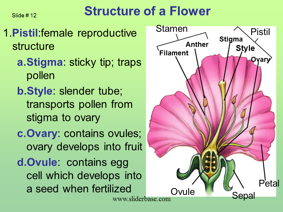 How Does Pollen Get To The Stigma Of A Pistil