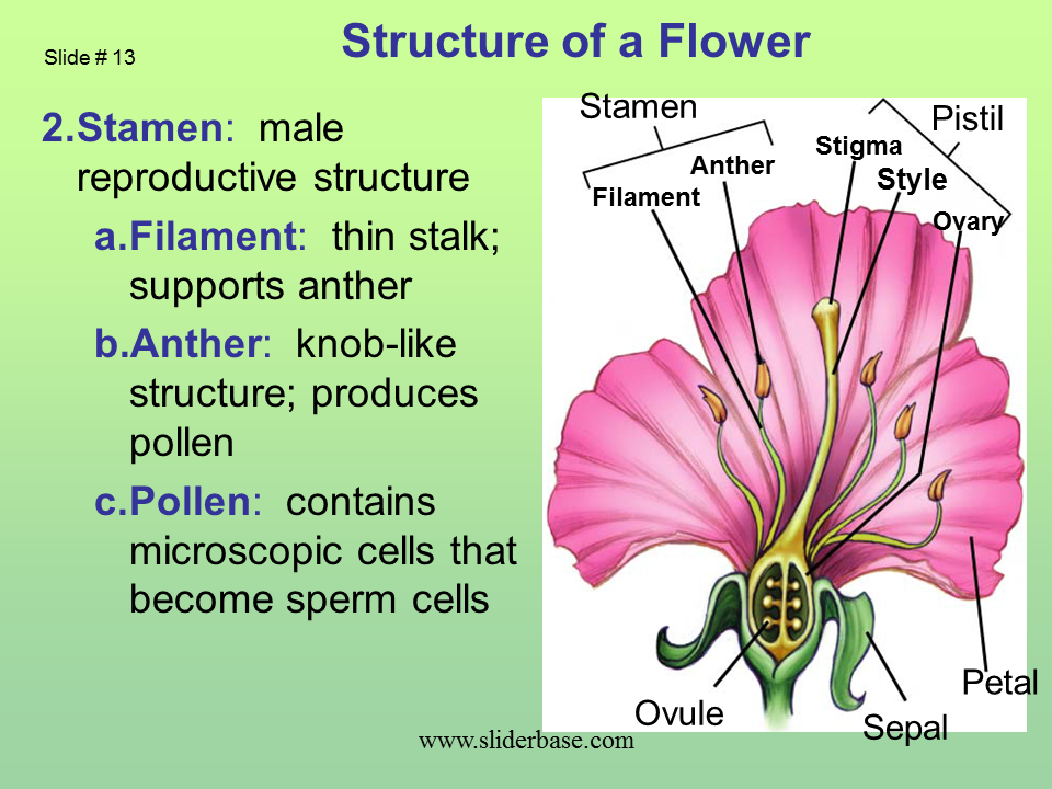 Where Is Pollen Produced Slideshare