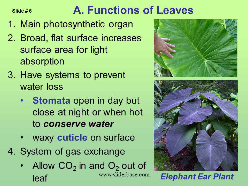 Plant Structure Adaptations And Responses Presentation Plants 