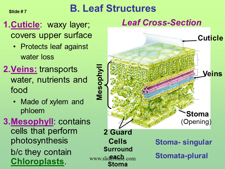 Plant Structure Adaptations And Responses Presentation Plants 