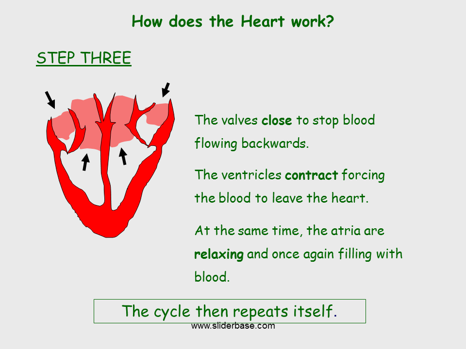 Circulatory System Presentation Health And Disease