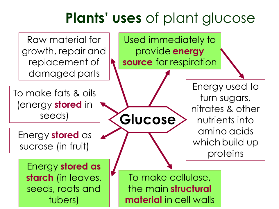 Glucose molecule