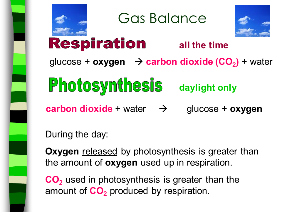 What gas is released in photosynthesis