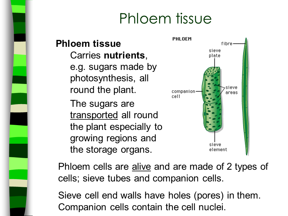 Transport in Flowering Plants